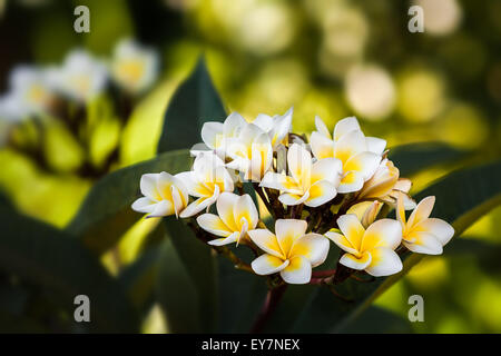 Plumeria (nome comune Frangipani) è un genere di piante in fiore nella famiglia dogbane, Apocynaceae. Foto Stock