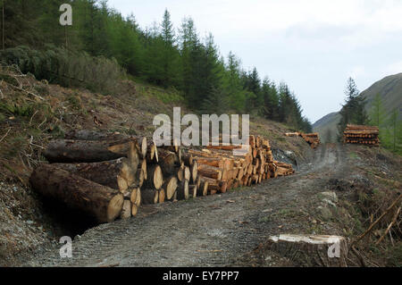 Legname attende il trasporto a una commissione forestale piantagione nei pressi Thirlmere, Cumbria Regno Unito Foto Stock