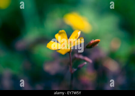 Piccolo fiore giallo in giardino Foto Stock
