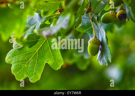 Green acorn appeso a un albero di foglie di quercia natura sfondo summe Foto Stock