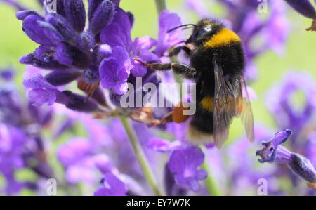 Un bombo su lavanda inglese (lavendula angustifolia) in un giardino inglese di frontiera, Sheffield, Regno Unito Foto Stock