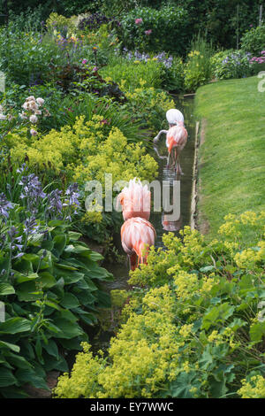 Fenicotteri rosa paddling in acqua a una funzione in Coton Manor Gardens, Nr Guilsborough, Northamptonshire Foto Stock