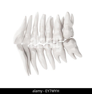 Illustrazione medica dei denti umani Foto Stock