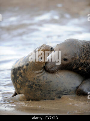 Il comportamento sociale fra adulto le foche grigie (Halichoerus grypus), Lincolnshire, Regno Unito. Foto Stock