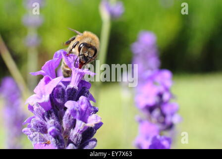 Un miele delle api (Apis mellifera) alimenta sulla lingua inglese alla lavanda (lavendula angustifolia) in un giardino inglese di frontiera, Sheffield, Regno Unito Foto Stock