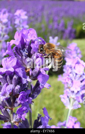 Un miele delle api si nutre di nettare di lavanda inglese (lavendula angustifolia) in un giardino confine Sheffield, Yorkshire, Inghilterra, Regno Unito Foto Stock