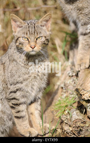 Giovani scottish gatto selvatico (Felis silvestris grampia), Regno Unito. Foto Stock