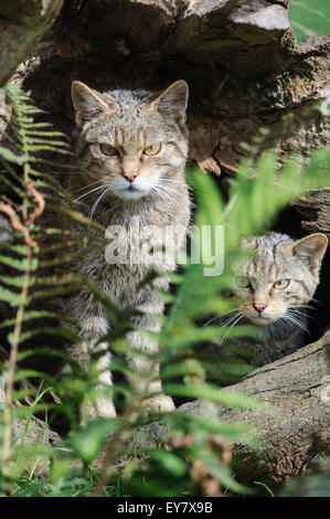 La madre e il gattino scottish gatto selvatico (Felis silvestris grampia), Devon, Regno Unito. Foto Stock