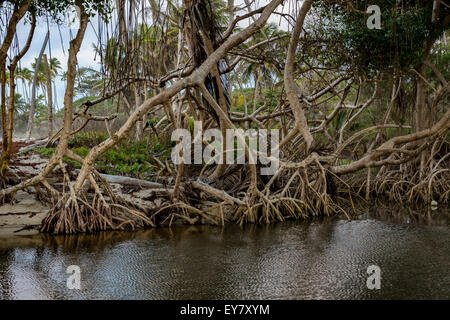 Mangrovie sulla costa nord-orientale Trinidad Foto Stock