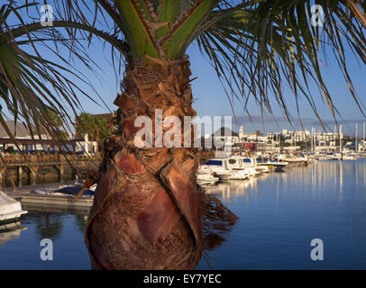 Palm tree con Marina Rubicon resort dietro alla fine di sole di setting Lanzarote isole Canarie Spagna UE Foto Stock