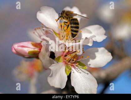 Bee impollinatori una mandorla blossom nella valle centrale, California Foto Stock