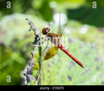 Dragon Fly sulla lamina Foto Stock