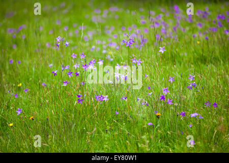 Harebells (Campanula abietina) fiori selvatici sul prato estivo in area alpina, Romania. Foto Stock