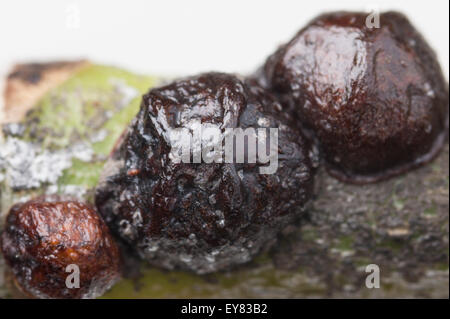 Close-up di olive nere su scala oleanda Foto Stock