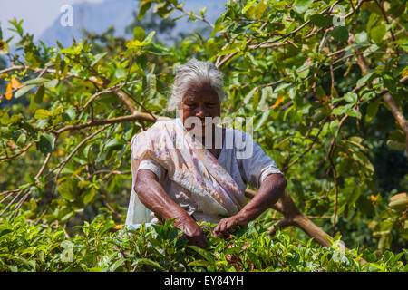 Vecchia donna dallo Sri Lanka raccoglie le foglie di tè sulla piantagione di tè in Sri Lanka Foto Stock