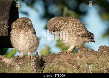 Giovane poco Civetta (Athene noctua) appollaiato su un ramo di spessa, Emsland, Bassa Sassonia, Germania Foto Stock