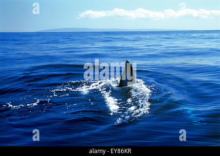Pinna di squalo bianco nelle isole Hawaii superficie di rottura del blu Oceano Pacifico Foto Stock