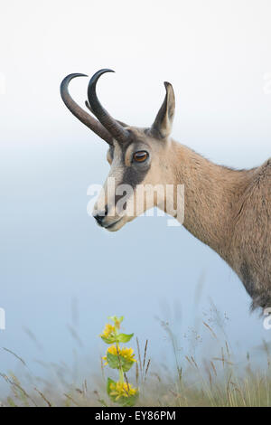 Il camoscio (Rupicapra rupicapra), Vosges, Alsazia-Lorena, Francia Foto Stock