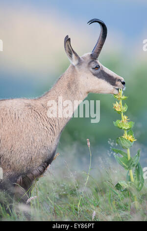 Il camoscio (Rupicapra rupicapra), Vosges, Alsazia-Lorena, Francia Foto Stock