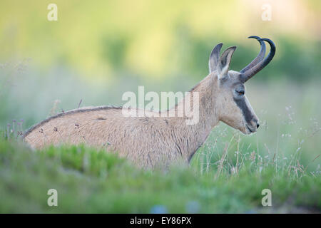 Il camoscio (Rupicapra rupicapra), Vosges, Alsazia-Lorena, Francia Foto Stock