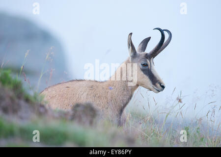 Il camoscio (Rupicapra rupicapra), Vosges, Alsazia-Lorena, Francia Foto Stock