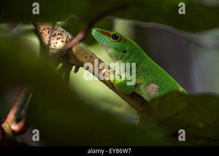 Madagascar giorno Gecko (Phelsuma madagascariensis), captive, nativo del Madagascar Foto Stock