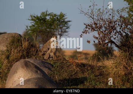 Due cuccioli di ghepardo (Acinonyx jubatus) Foto Stock