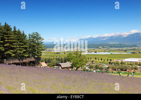 Furano, Giappone - Luglio 8,2015: campo di lavanda in Furano, Hokkaido con alcuni turisti passeggiate in background Foto Stock