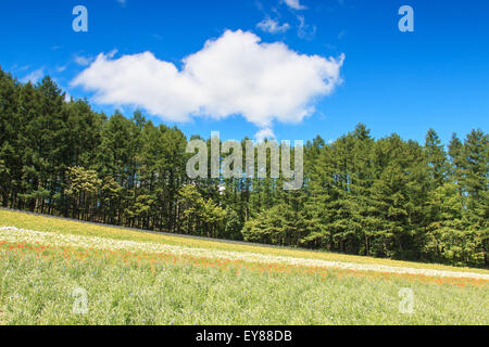 Dei Fiori di Tomita fattoria di Furano di Hokkaido Foto Stock