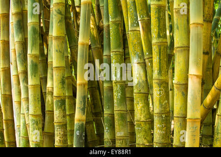 Gli stocchi di bambù in stretta fino Foto Stock