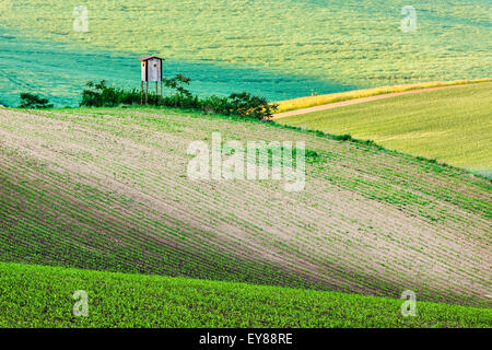 L'Europa rurale di sfondo - Moravian paesaggio di rotolamento con la torre della caccia shack sul tramonto. Moravia Repubblica Ceca Foto Stock