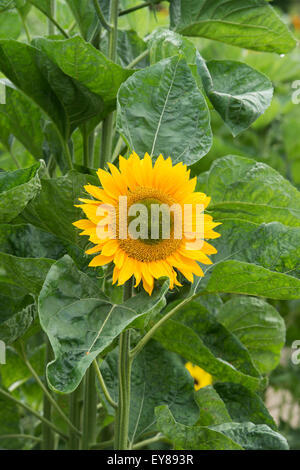 Helianthus annuus. Girasole unrich "Oro" Foto Stock