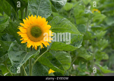 Helianthus annuus. Girasole unrich "Oro" Foto Stock