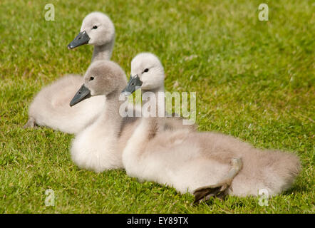 Tre Cigno Cygnets recante sull'erba Foto Stock