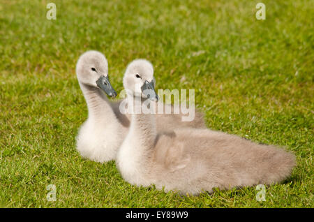 Due Cigno Cygnets recante sull'erba Foto Stock