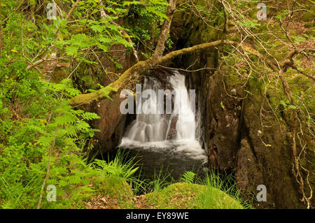 Cascata sul Buchan masterizzare in Glen Trool Foto Stock