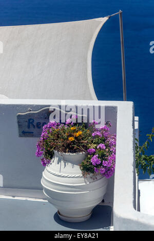 Casa terrazza con vaso di fiori, Santorini, Cicladi Isole, Fiori Grecia, fiori colorati cielo blu Foto Stock