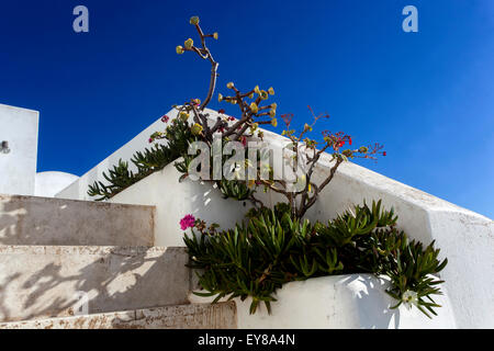Terrazza, Santorini, Cicladi Grecia, Europa Foto Stock