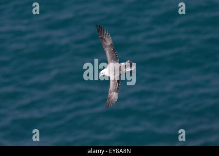 Guardando verso il basso su una Northern Fulmar (Fulmarus glacialis) in volo sopra il mare, Lands End, Cornwall, Inghilterra, Regno Unito. Foto Stock