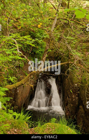 Cascata sul Buchan masterizzare in Glen Trool Foto Stock