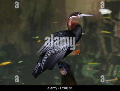 African darter o snakebird ( Anhinga rufa) in posa su un ceppo di albero Foto Stock