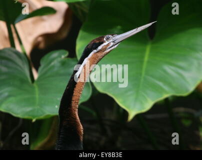 African darter o snakebird ( Anhinga rufa), primo piano della testa Foto Stock