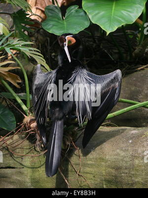 African darter o snakebird ( Anhinga rufa) preening le sue piume Foto Stock