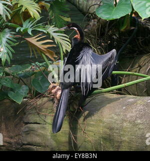 African darter o snakebird ( Anhinga rufa) in posa su un registro, asciugando le sue ali al bordo dell'acqua Foto Stock