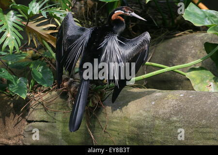 African darter o snakebird ( Anhinga rufa) in posa su un registro, asciugando le sue ali al bordo dell'acqua Foto Stock