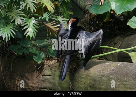 African darter o snakebird ( Anhinga rufa) preening le sue piume Foto Stock