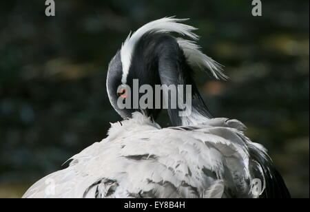 Testa e bill di un asiatico Demoiselle gru (Anthropoides virgo) visto di profilo mentre preening Foto Stock