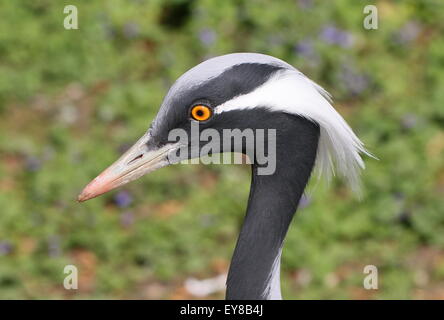 Testa e bill di un asiatico Demoiselle gru (Anthropoides virgo) visto di profilo Foto Stock