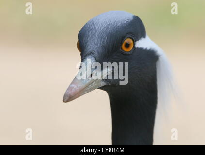 Close-up di testa e bill di un asiatico Demoiselle gru (Anthropoides virgo) rivolta verso la lente Foto Stock