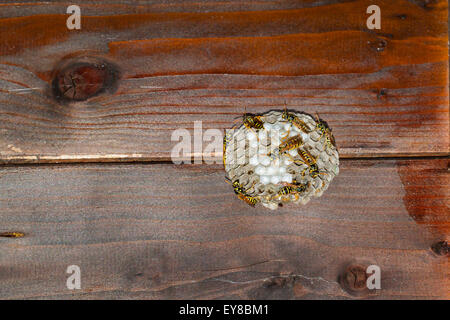 Vespe' nest sotto un tetto in legno. Vespe sono la chiusura di larva di cellule Foto Stock